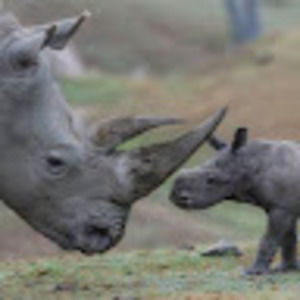 Meet your Posher, Lindsay